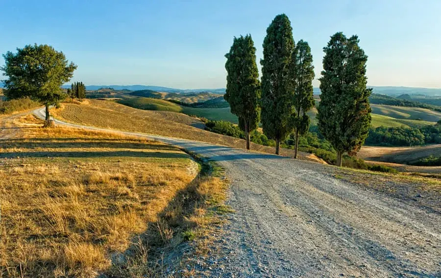 A white gravel road winding through dry golden fields towards a group of tall cypress trees